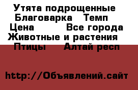 Утята подрощенные “Благоварка“,“Темп“ › Цена ­ 100 - Все города Животные и растения » Птицы   . Алтай респ.